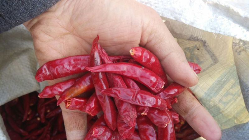 干辣椒9成干以上精品干辣椒保质保量常年供应