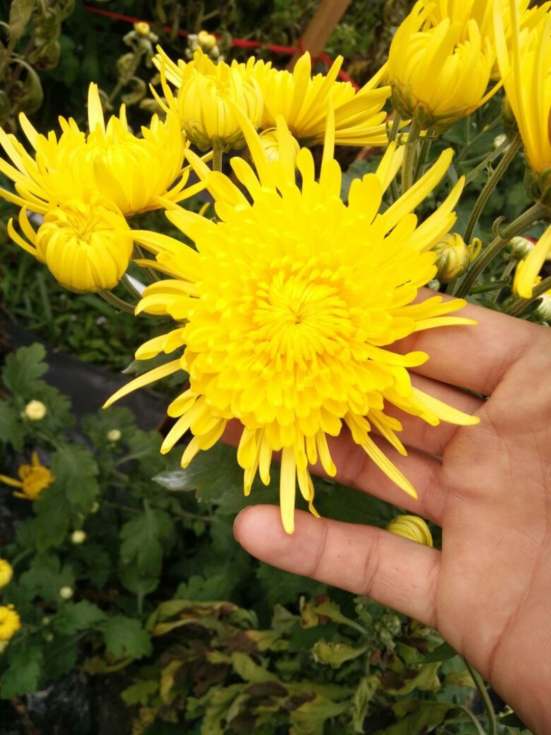 黄山贡菊一级