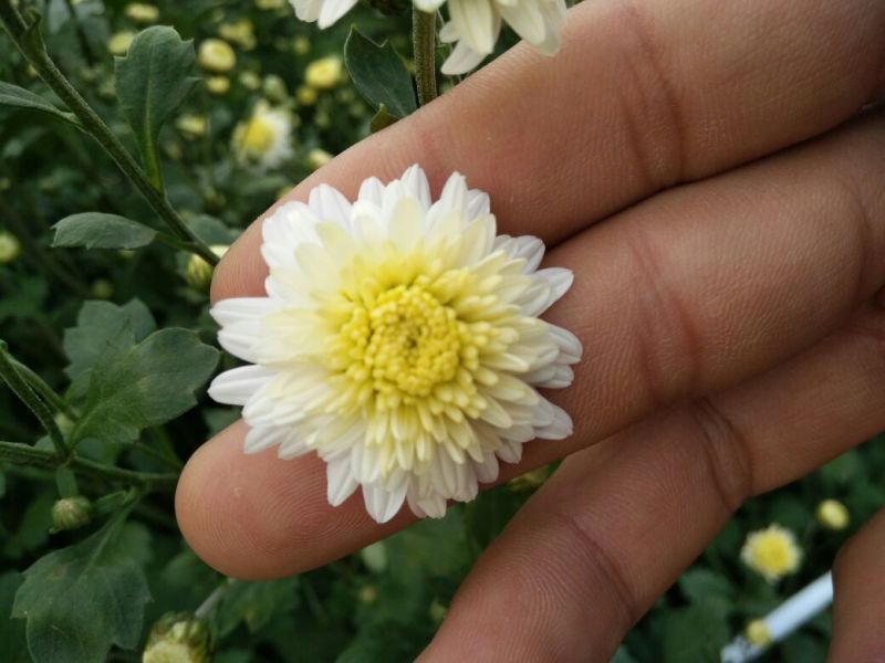 黄山贡菊一级