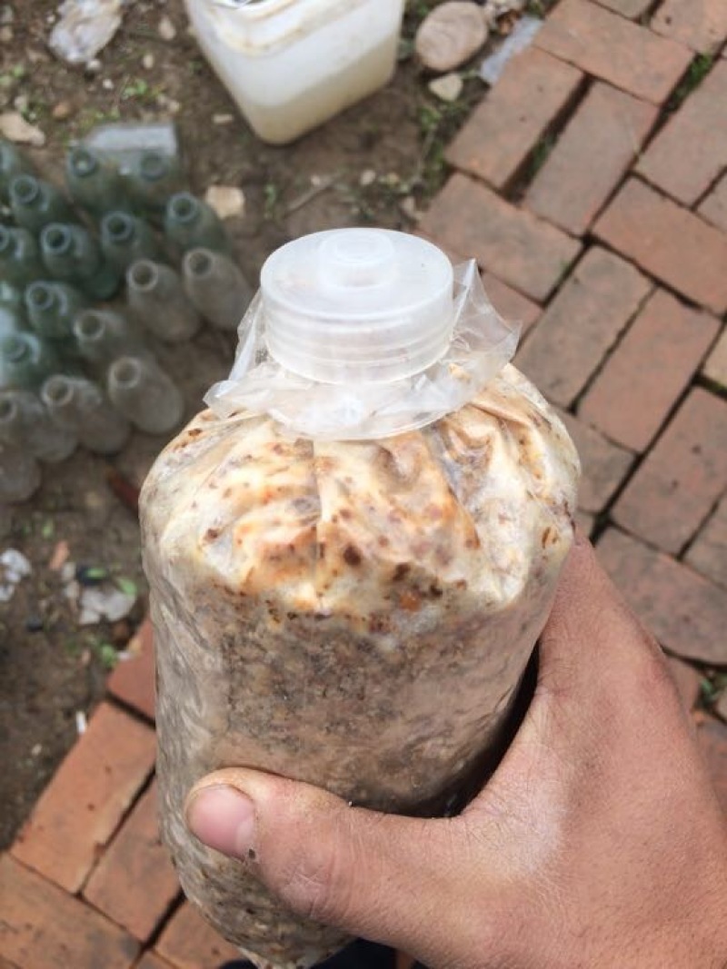 羊肚菌菌种栽培种