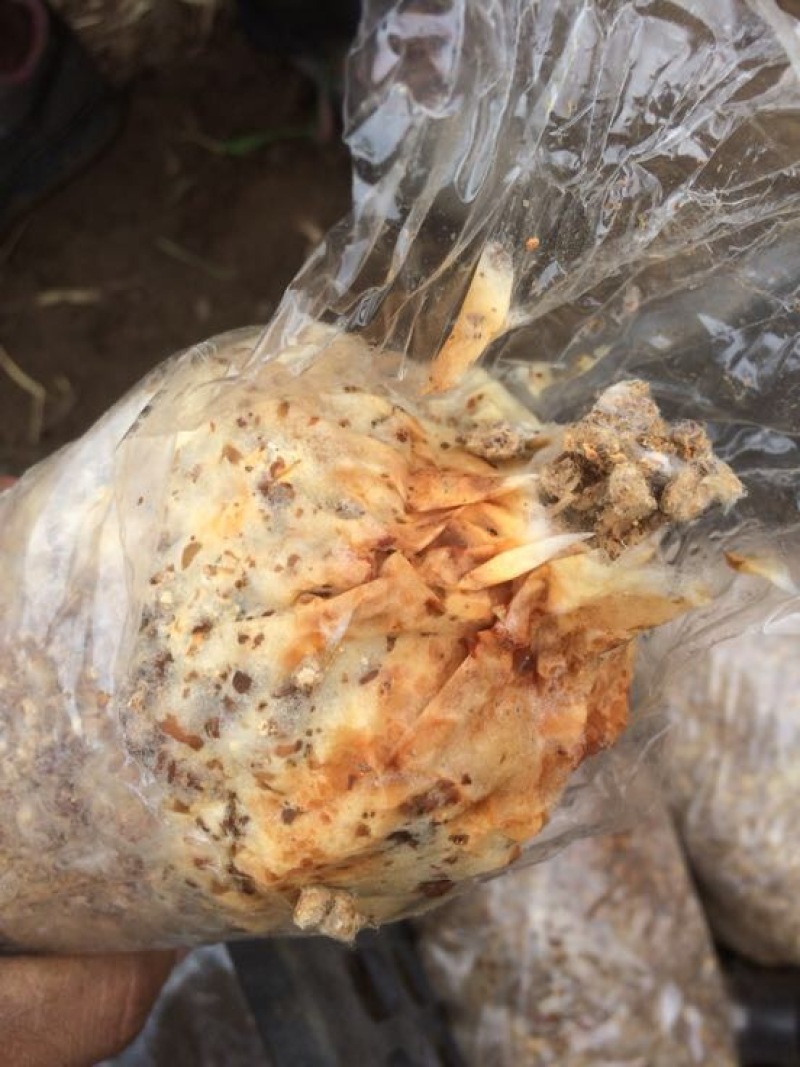 羊肚菌菌种栽培种