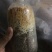 羊肚菌菌种栽培种