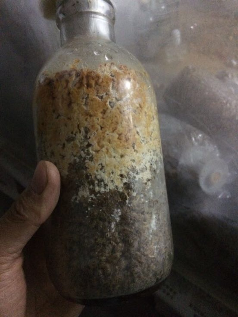 羊肚菌菌种栽培种