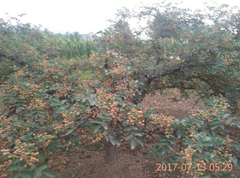 高产量韩城大红袍黄盖，狮子头花椒苗现挖现发