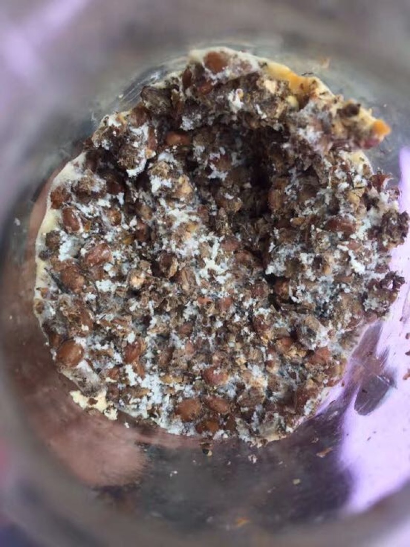 羊肚菌菌种栽培种