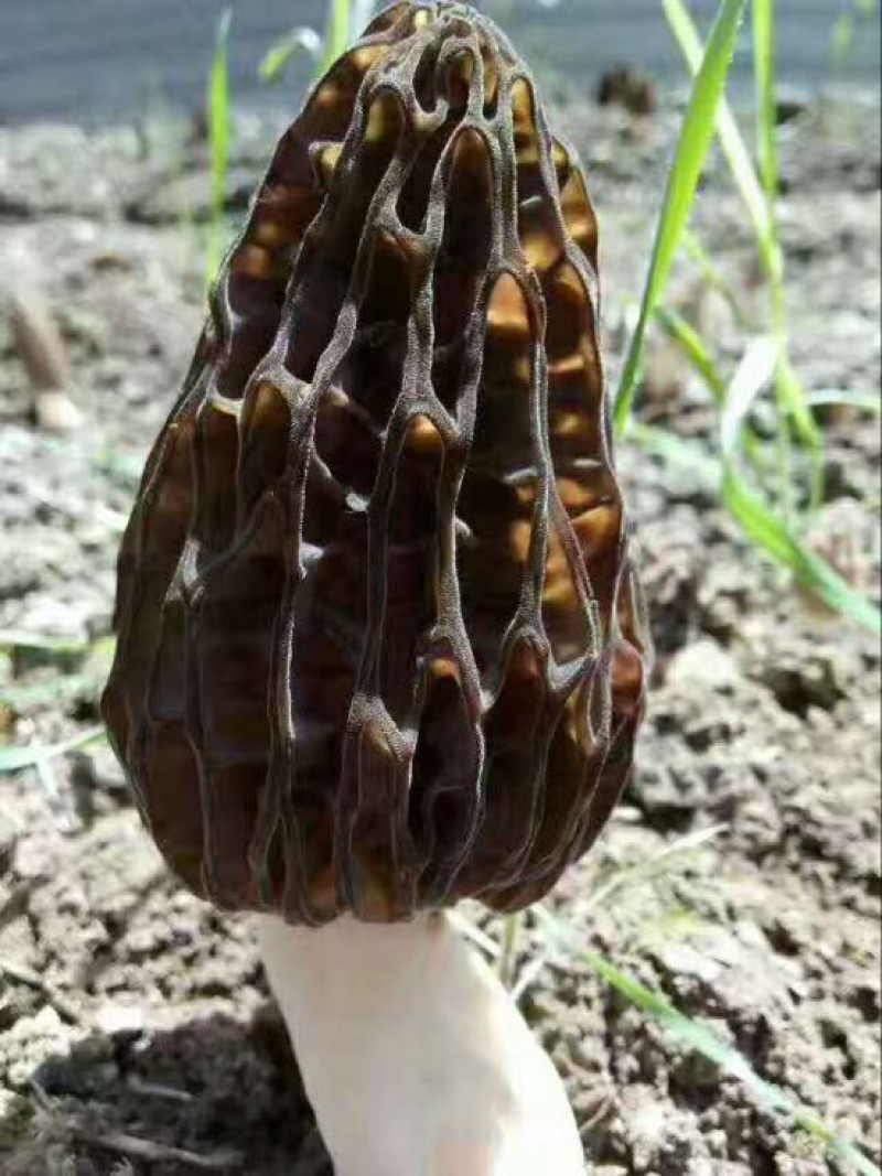 羊肚菌菌种栽培种