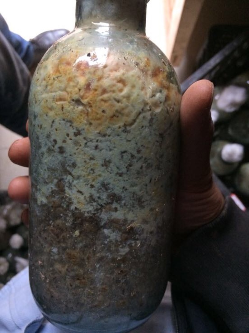 羊肚菌菌种栽培种