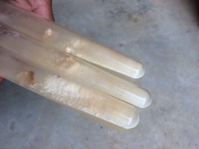 羊肚菌菌种栽培种