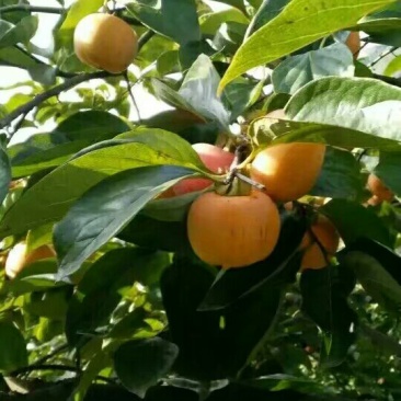 柿饼2.5两以上