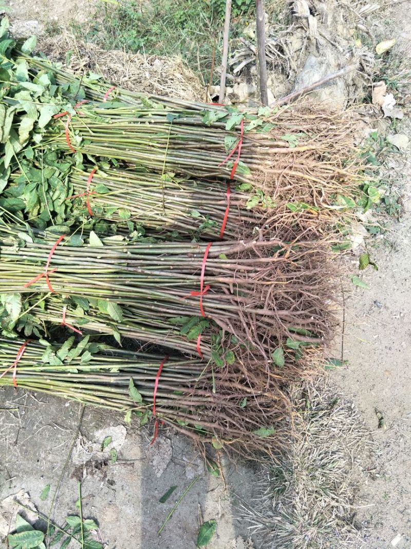 红油香椿苗矮化根生红油香椿树苗大棚香椿苗基地