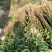 红油香椿苗矮化根生红油香椿树苗大棚香椿苗基地