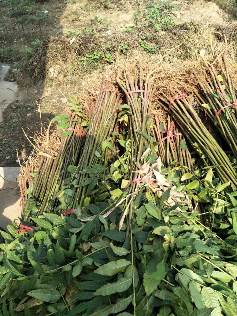 红油香椿苗矮化根生红油香椿树苗大棚香椿苗基地
