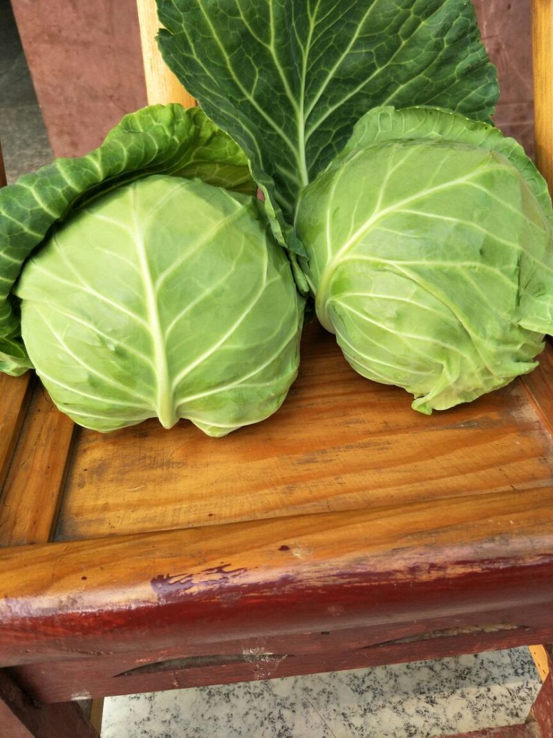 湖北甘蓝大量上市，货源充足，质量**，价格美丽