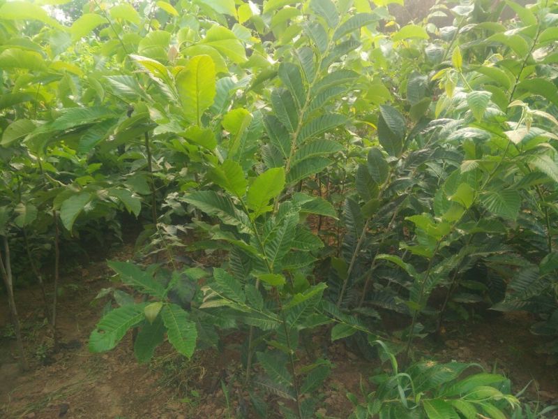 批发板栗苗泰山板栗嫁接苗