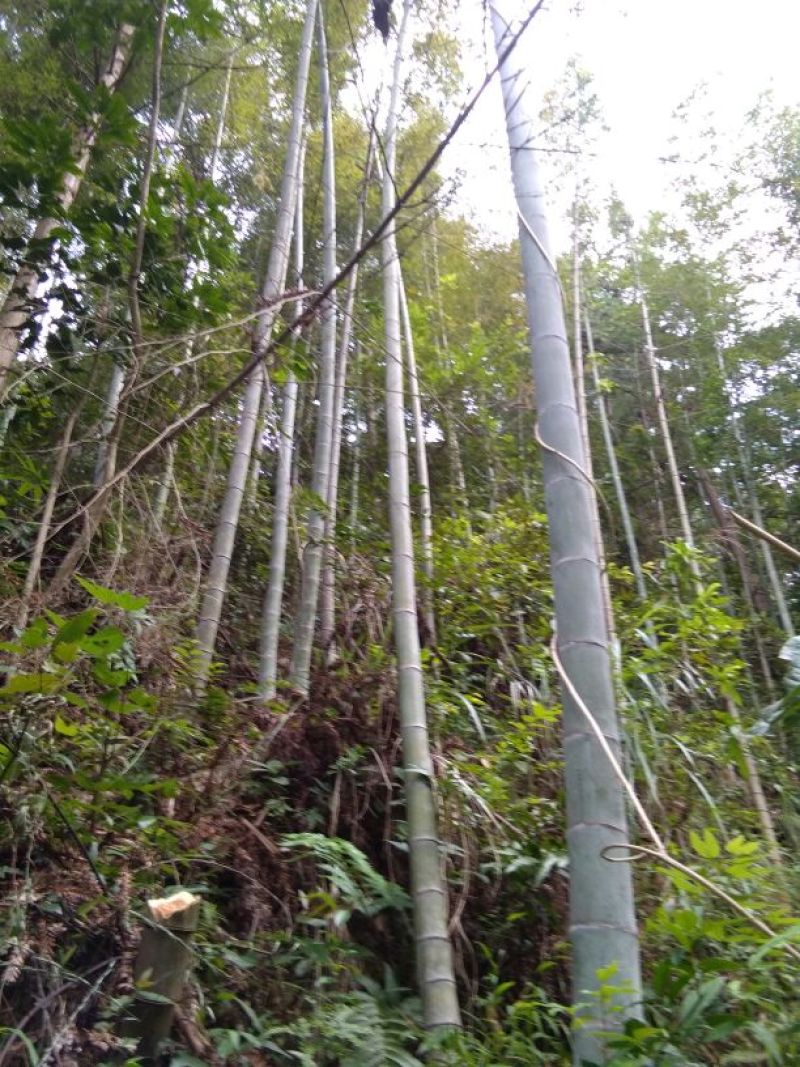 绿竹10~11m