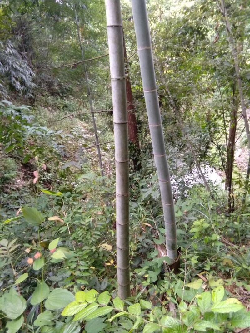 绿竹10~11m