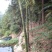 绿竹10~11m