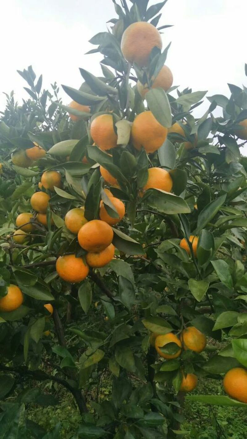 蜜橘湖北蜜桔产地一手货源现摘现发皮薄肉嫩无渣