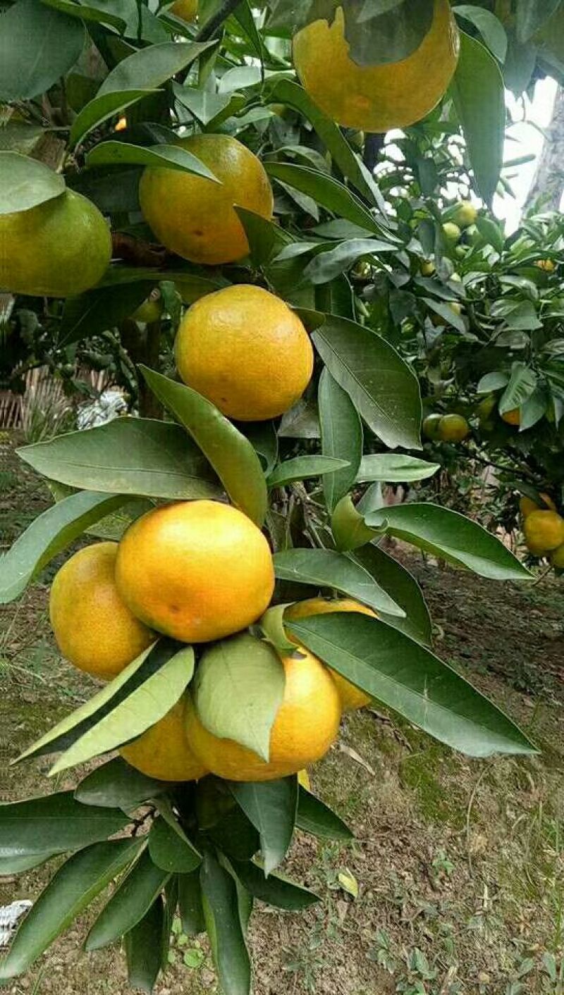 蜜橘湖北蜜桔产地一手货源现摘现发皮薄肉嫩无渣