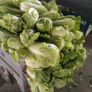山东泗水北京三号白菜大量供应