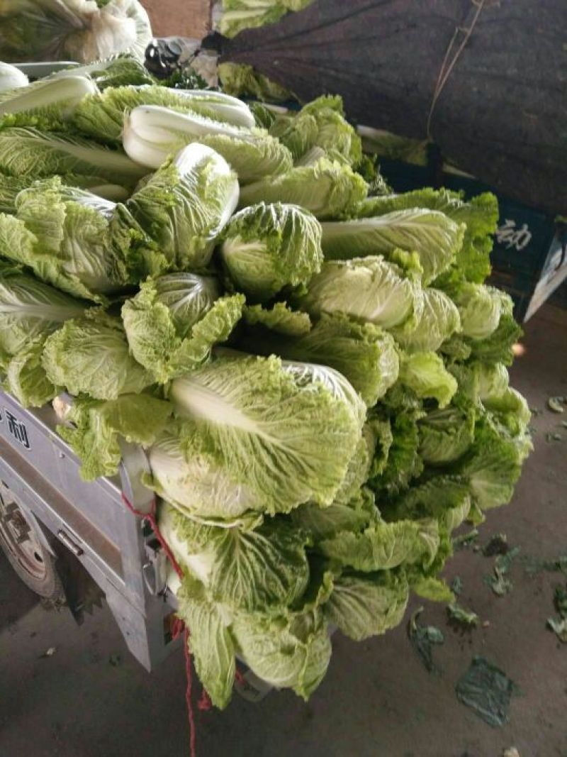 山东泗水北京三号白菜大量供应