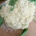 白面青梗松花菜2斤左右散花乳白
