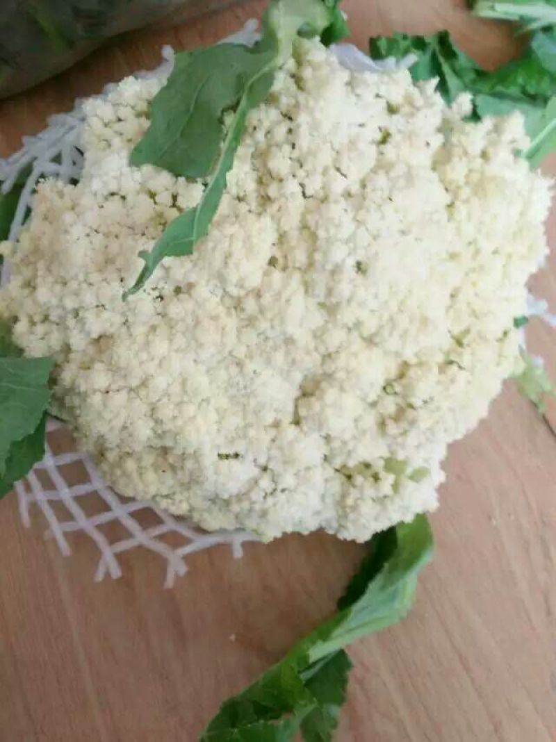 白面青梗松花菜2斤左右散花乳白