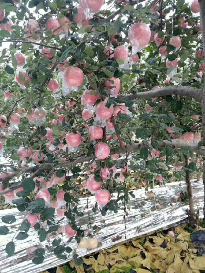 【山西苹果】临猗红富士/冰糖心苹果/电商团购大量批发便宜