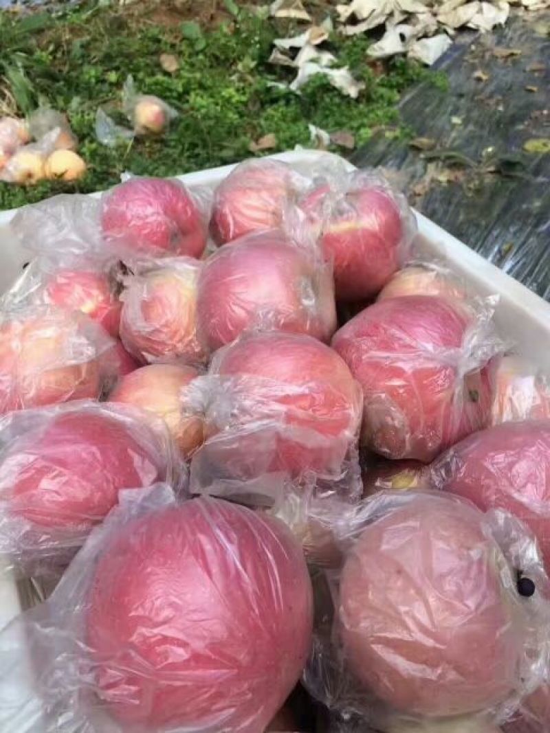 【山西苹果】临猗红富士/冰糖心苹果/电商团购大量批发便宜