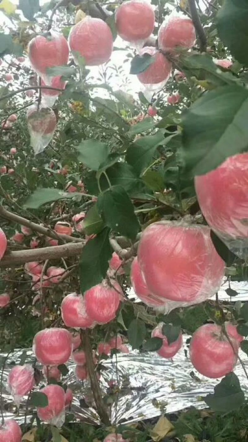 【山西苹果】临猗红富士/冰糖心苹果/电商团购大量批发便宜