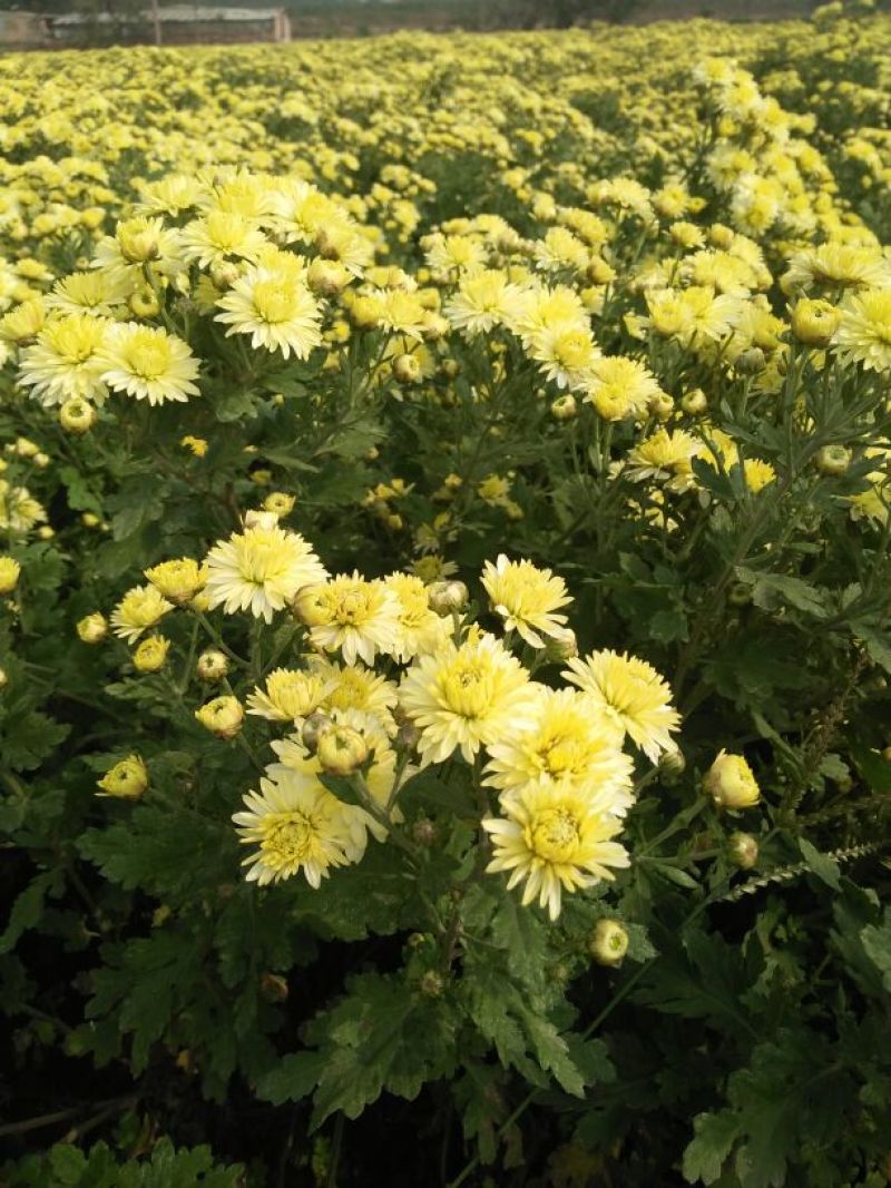 药用菊花散装
