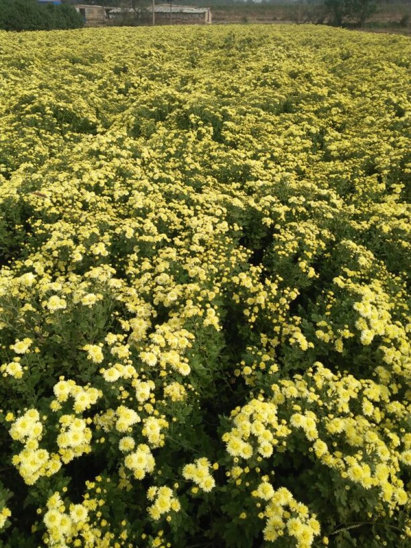 药用菊花散装