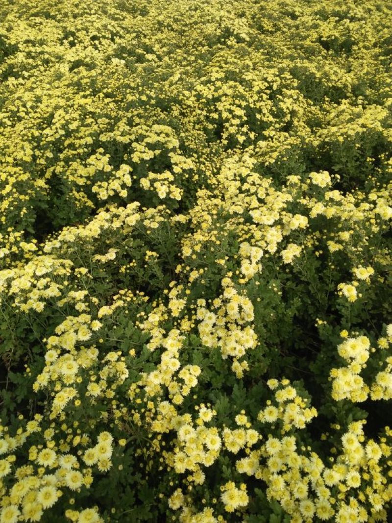 药用菊花散装