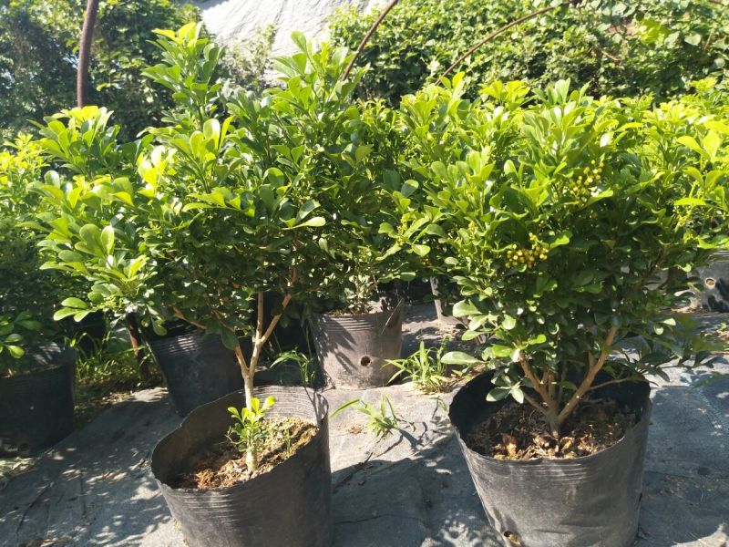 米兰花漳州基地味极香适合市销和绿化的花香**