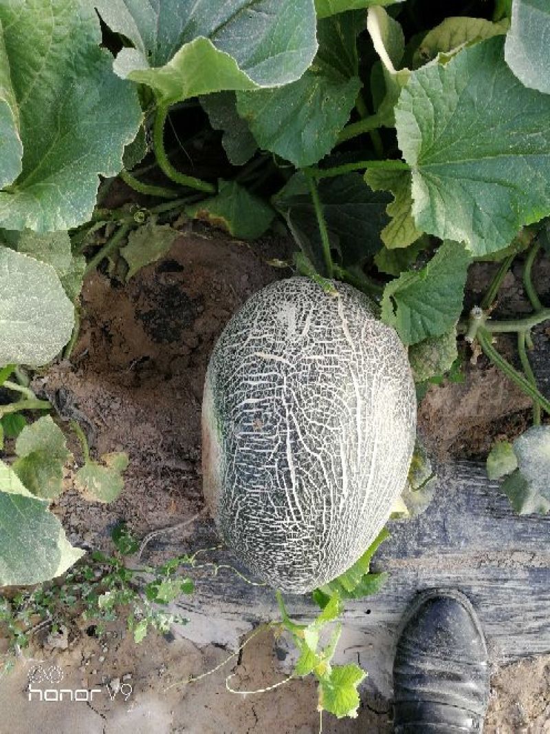 西州蜜瓜