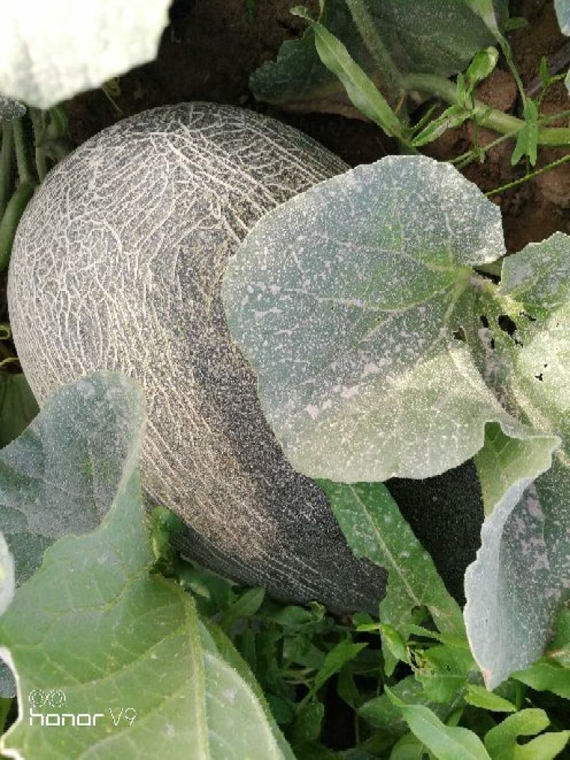 西州蜜瓜