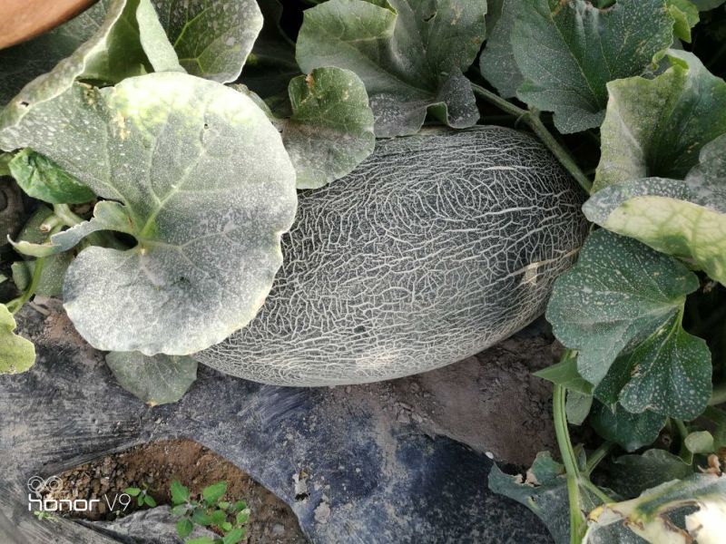 西州蜜瓜