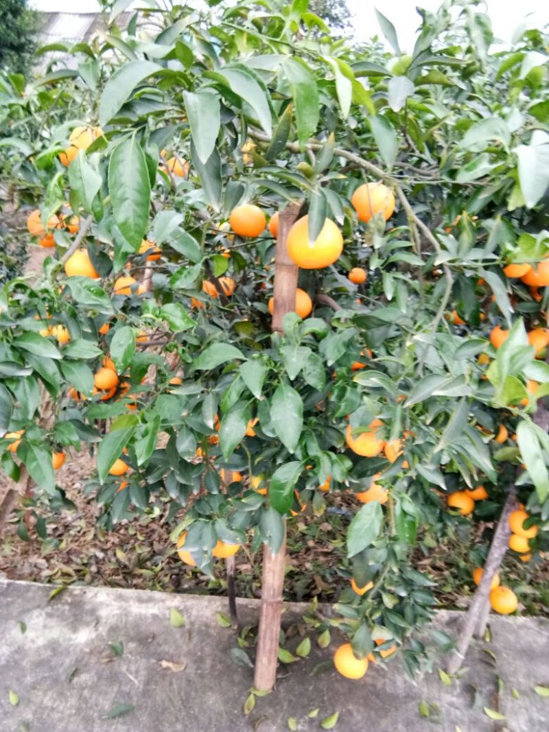 爱媛38号3~3.5cm