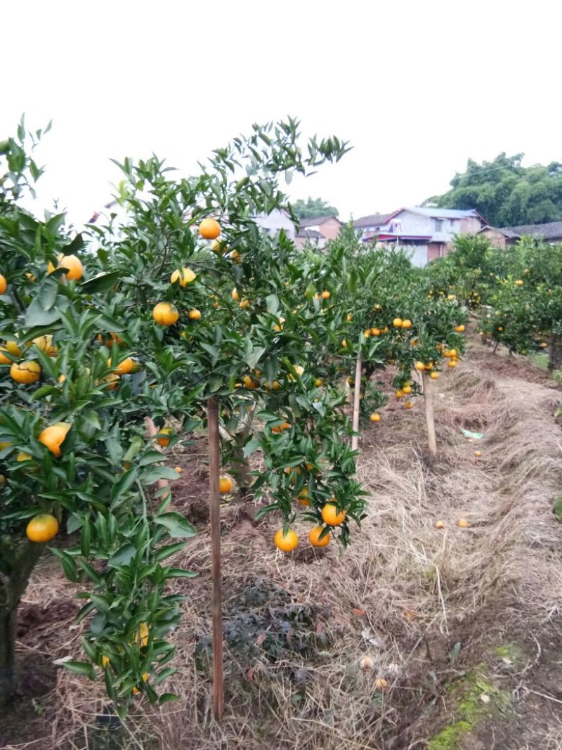爱媛38号3~3.5cm