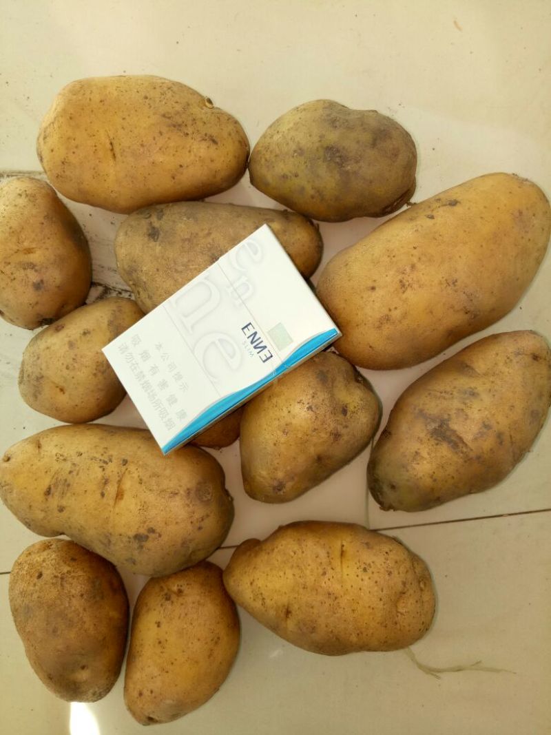 荷兰十五土豆种子，荷兰806种子，荷兰七种子，费乌瑞它。