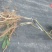 【精品猕猴桃】嫁接苗粗度0.6cm，高度20cm以上