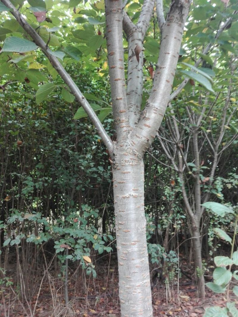国槐树型好，无虫蛀，