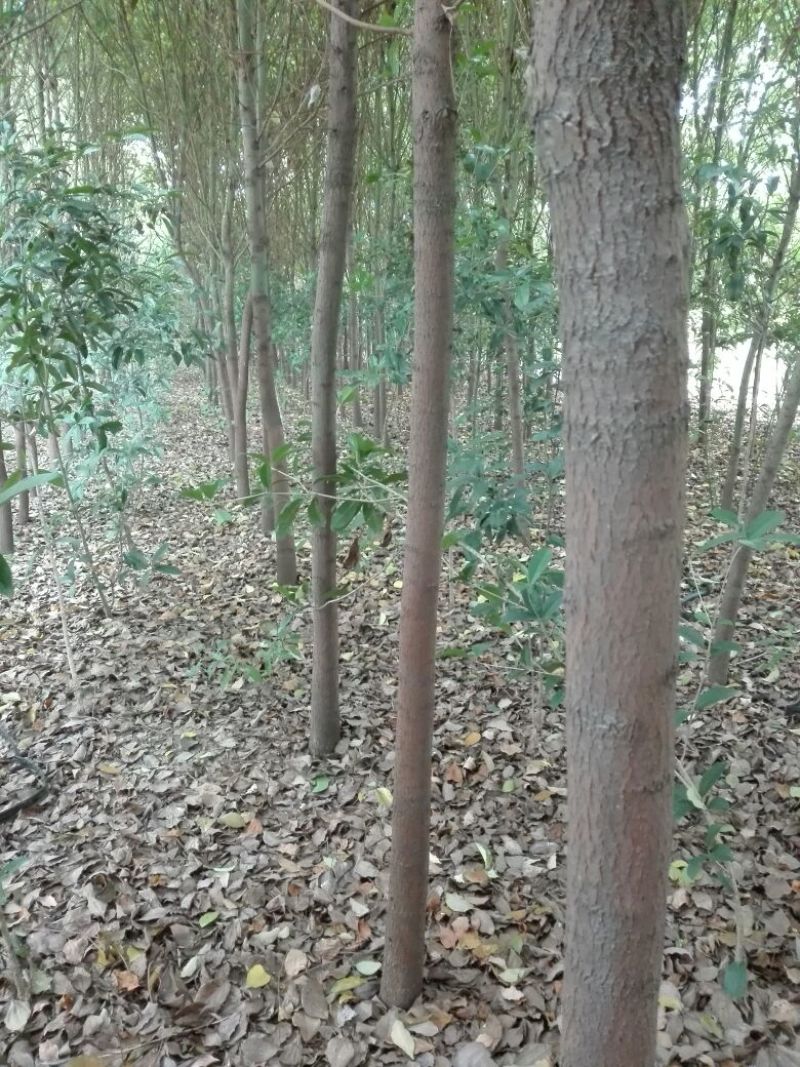 国槐树型好，无虫蛀，