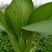 上海青小白菜10~20cm