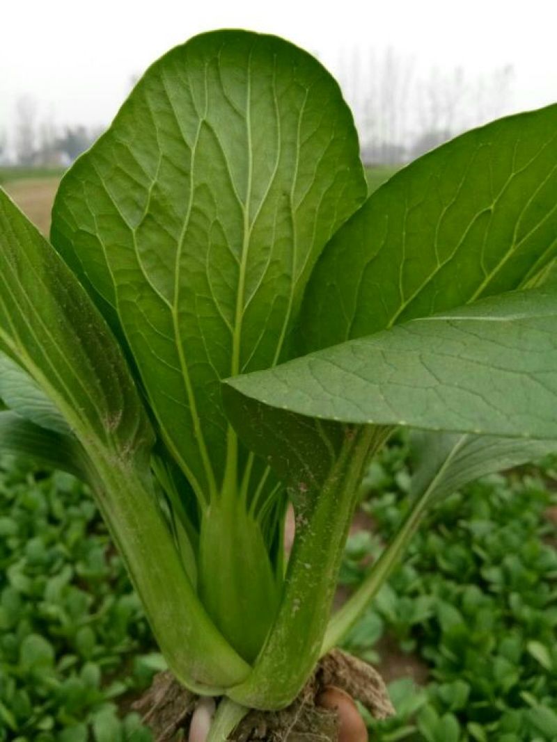 上海青小白菜10~20cm