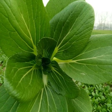 上海青小白菜10~20cm