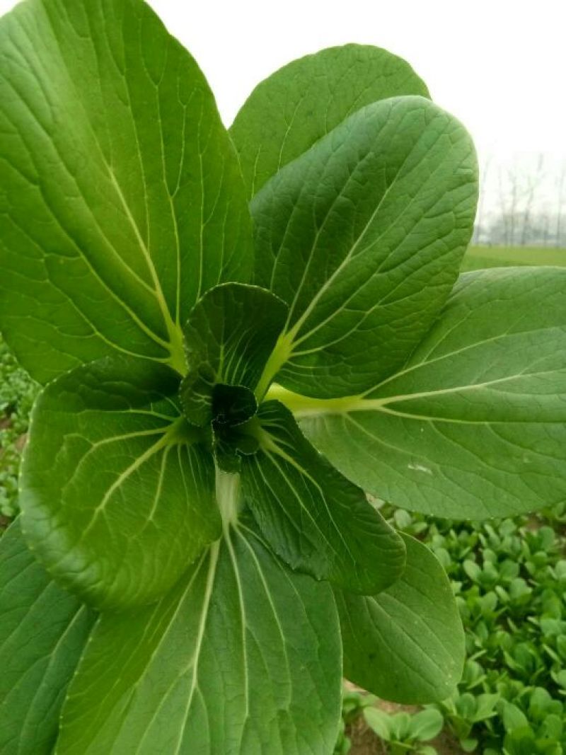 上海青小白菜10~20cm