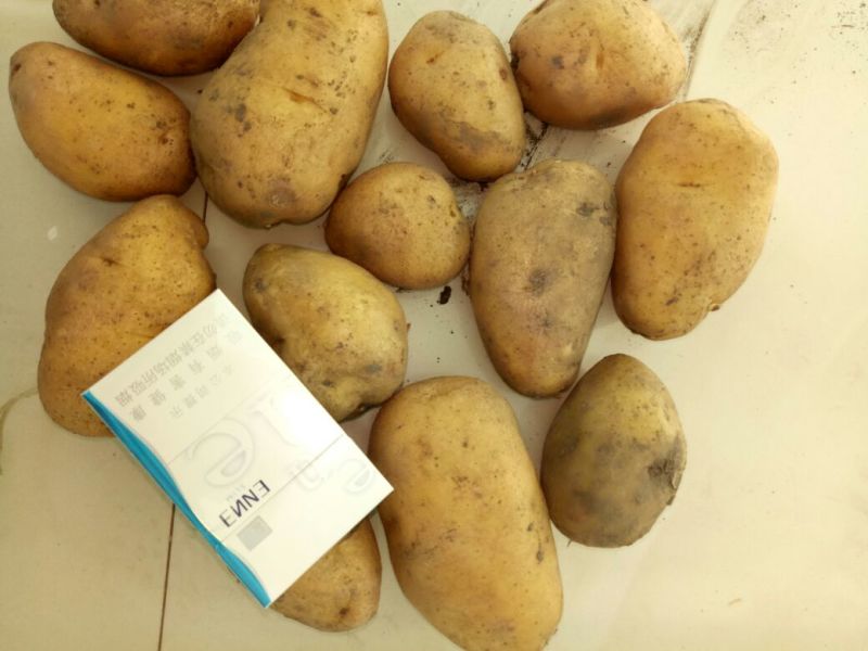 内蒙古牙克石荷兰十五土豆种子、荷兰806土豆种子，
