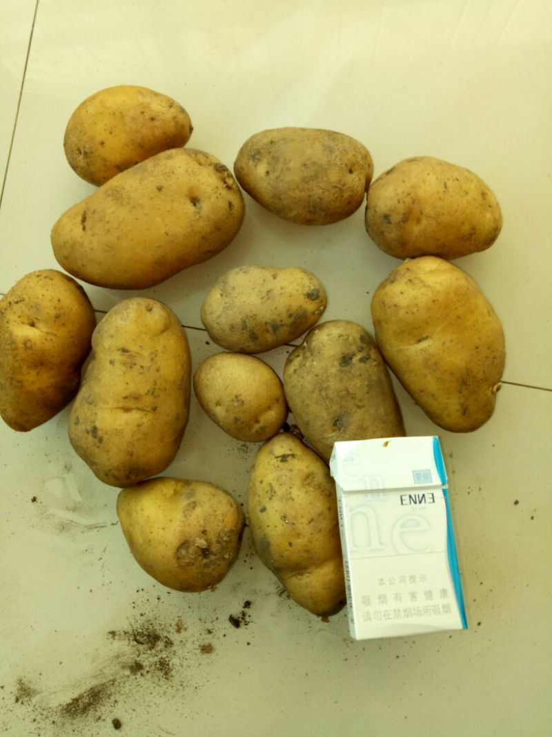 内蒙古牙克石荷兰十五土豆种子、荷兰806土豆种子，