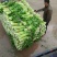 万亩西芹大量上市！我们有专业的割菜工拉菜工和装卸工！
